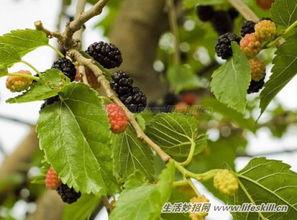 桑树渍,探究其成因与防治策略